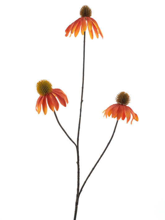 Echinacea - Oranje