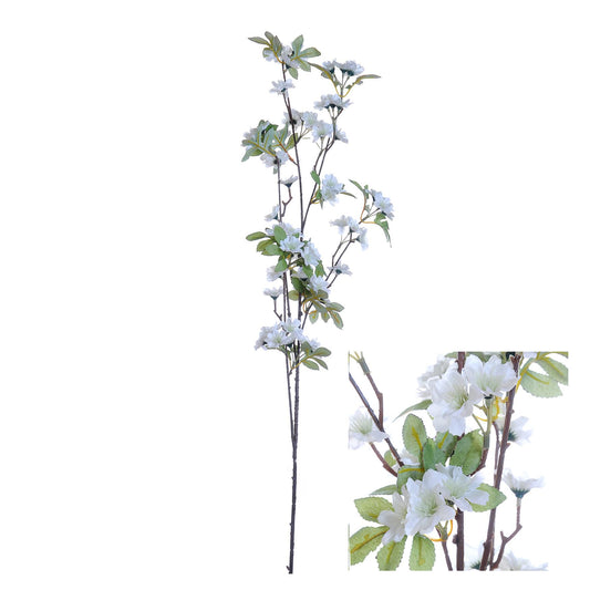 Cherry Blossom