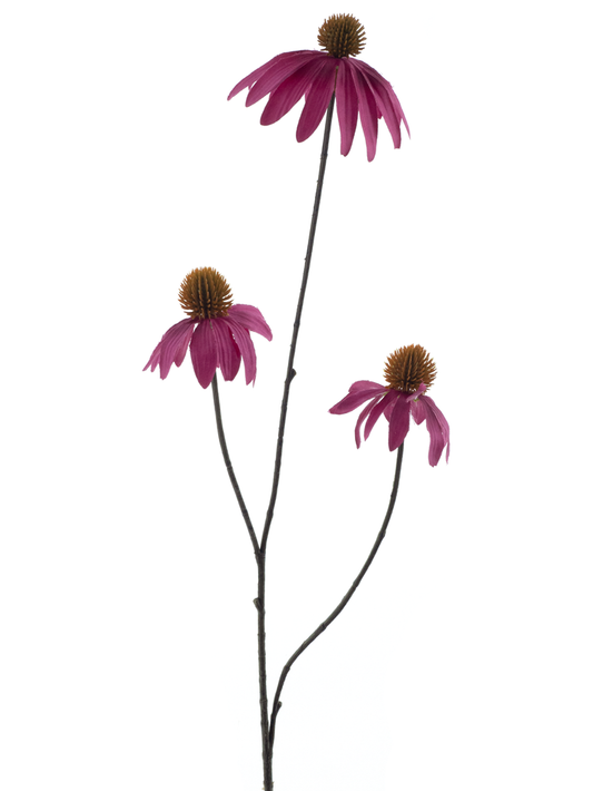 Echinacea - Roze