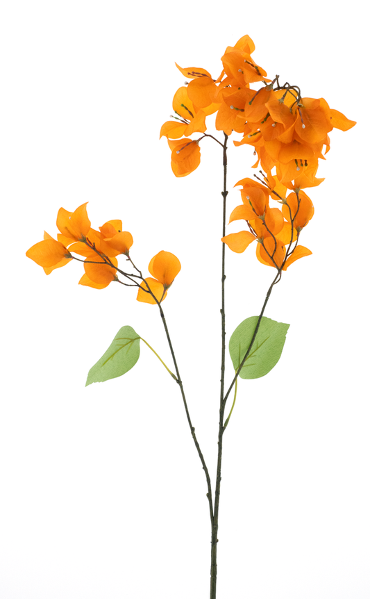 Bougainvillea - Oranje