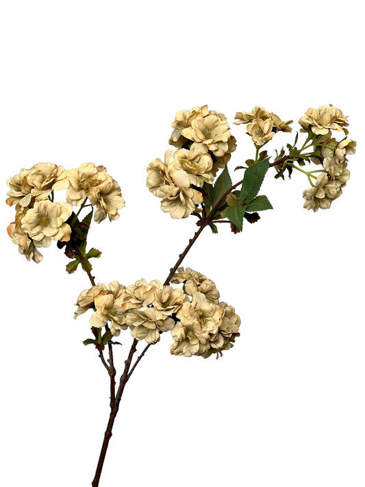 Blossom - Beige